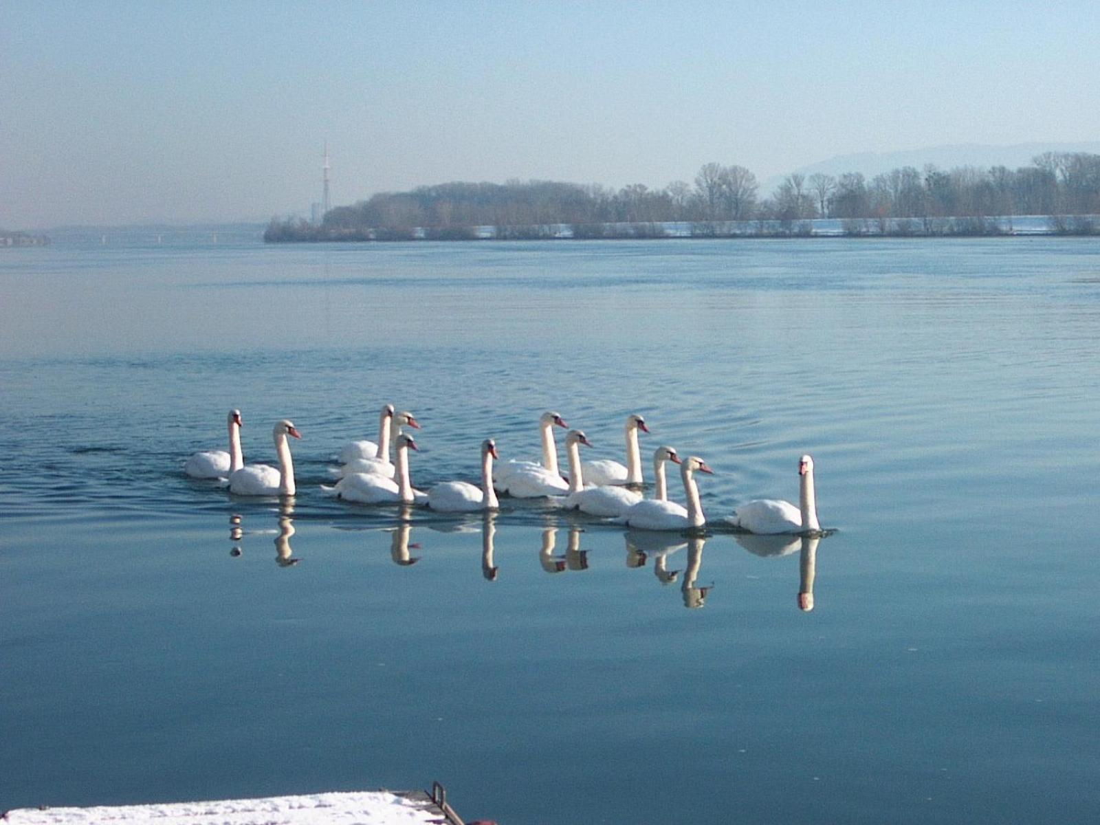 Donau-Rad-Hotel Wachauerhof Marbach an der Donau Bagian luar foto